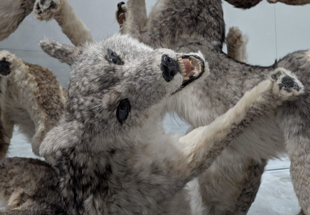 Two Wolves?